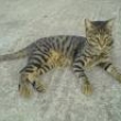 to je ko�i�ka kter� chod� kn�m do kav�rny na na�� chat�